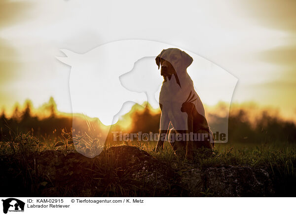 Labrador Retriever / Labrador Retriever / KAM-02915