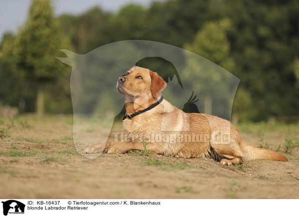 blonder Labrador Retriever / blonde Labrador Retriever / KB-16437