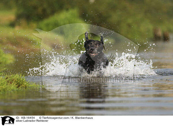 silberner Labrador Retriever / silver Labrador Retriever / KB-16454