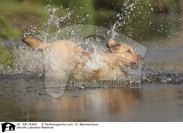 blonder Labrador Retriever / blonde Labrador Retriever / KB-16464