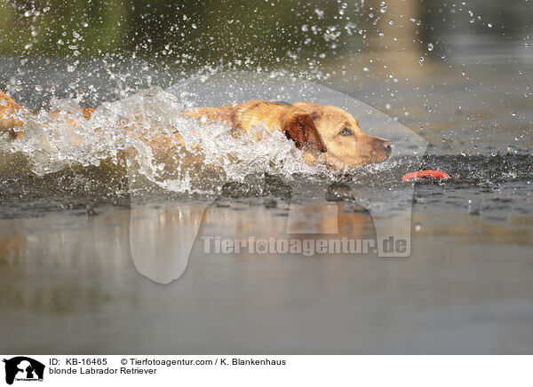 blonder Labrador Retriever / blonde Labrador Retriever / KB-16465