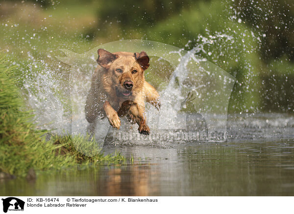 blonder Labrador Retriever / blonde Labrador Retriever / KB-16474