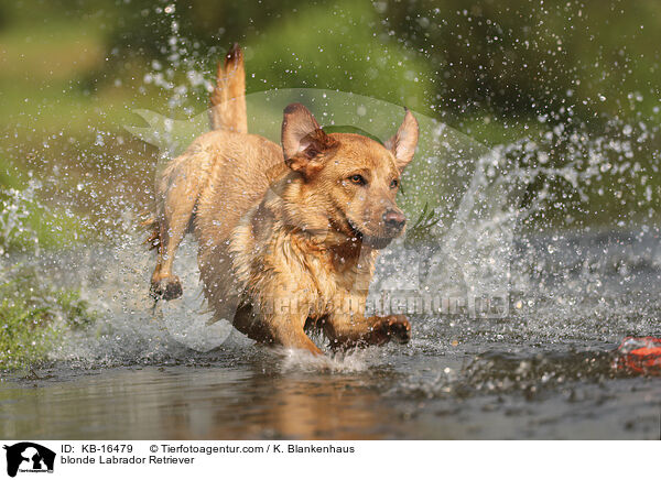 blonder Labrador Retriever / blonde Labrador Retriever / KB-16479