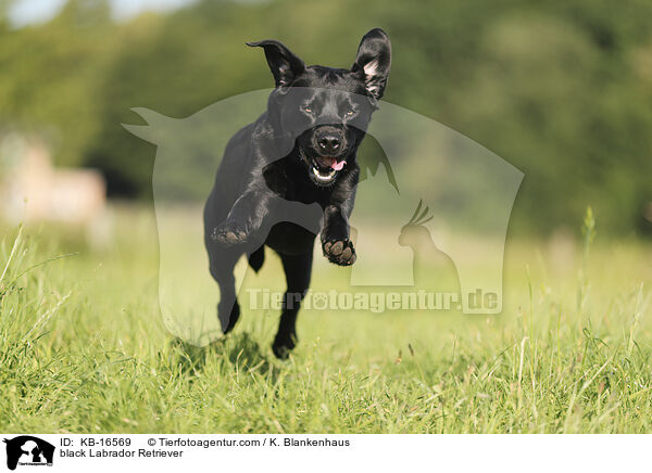 black Labrador Retriever / KB-16569