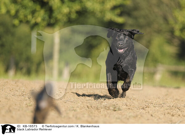 black Labrador Retriever / KB-16573