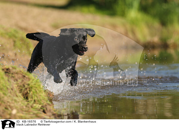 black Labrador Retriever / KB-16576