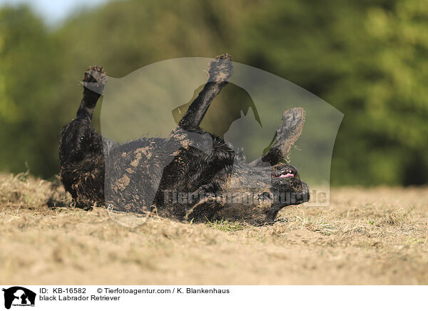 black Labrador Retriever / KB-16582