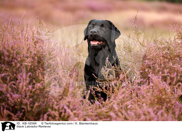 schwarzer Labrador Retriever / black Labrador Retriever / KB-16586