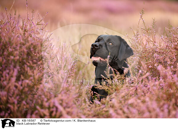 schwarzer Labrador Retriever / black Labrador Retriever / KB-16587