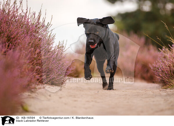 schwarzer Labrador Retriever / black Labrador Retriever / KB-16594