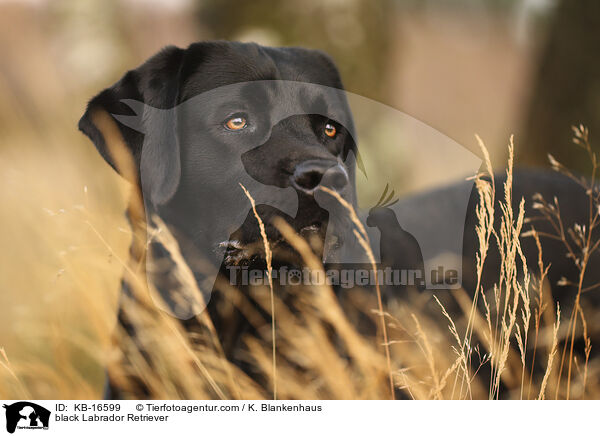 black Labrador Retriever / KB-16599