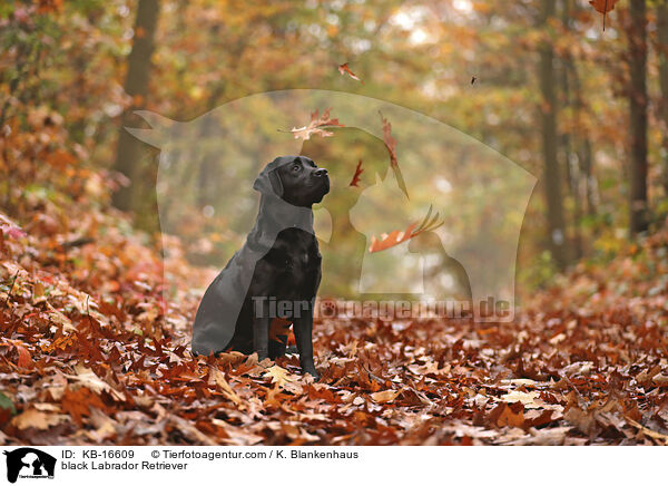 black Labrador Retriever / KB-16609