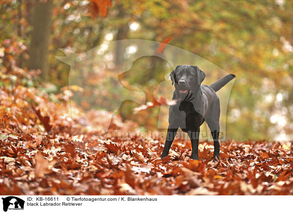black Labrador Retriever / KB-16611