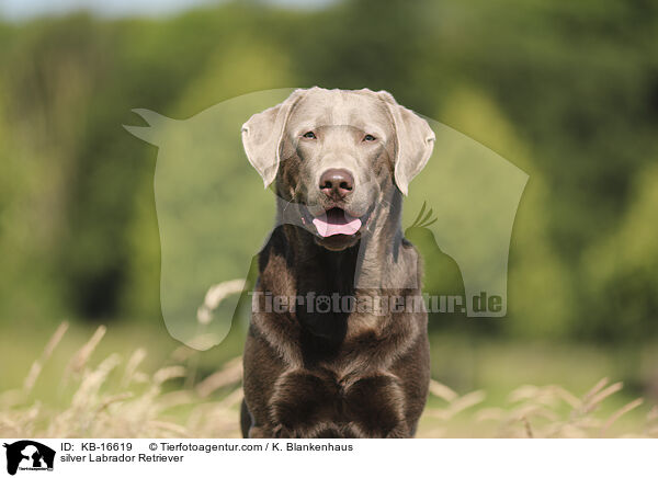 silberner Labrador Retriever / silver Labrador Retriever / KB-16619