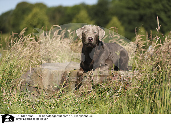 silver Labrador Retriever / KB-16620