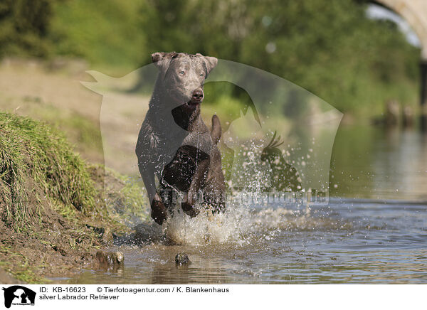 silberner Labrador Retriever / silver Labrador Retriever / KB-16623