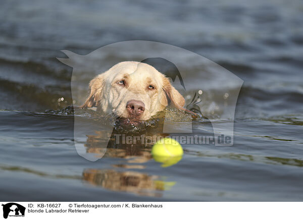 blonde Labrador Retriever / KB-16627