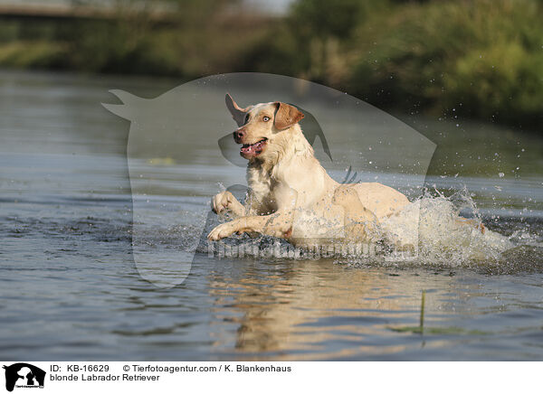 blonder Labrador Retriever / blonde Labrador Retriever / KB-16629