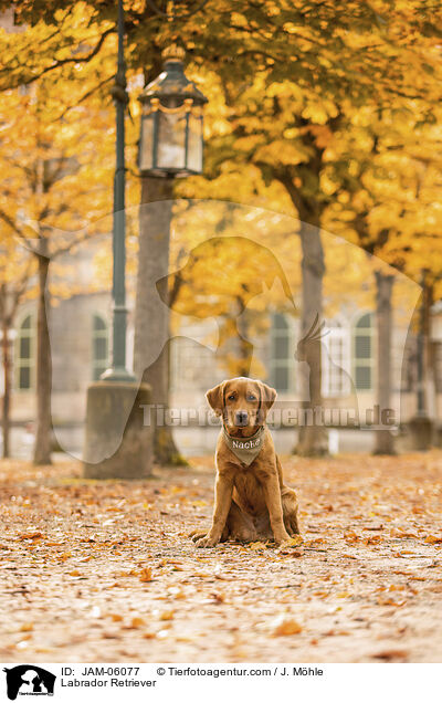 Labrador Retriever / JAM-06077