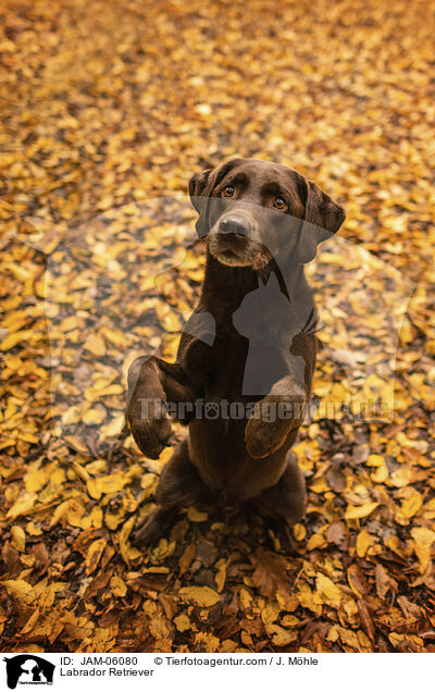 Labrador Retriever / Labrador Retriever / JAM-06080