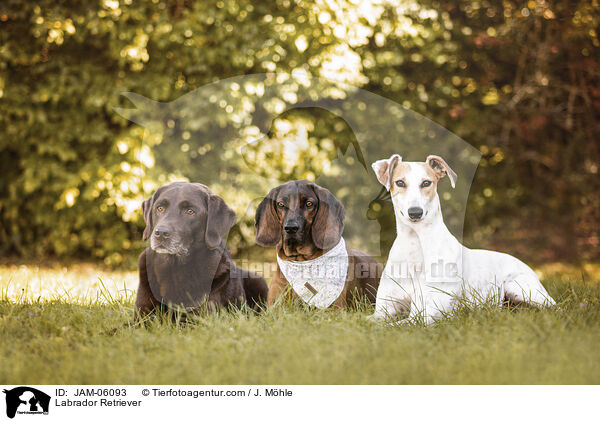 Labrador Retriever / Labrador Retriever / JAM-06093