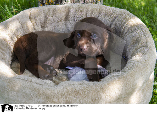 Labrador Retriever Welpe / Labrador Retriever puppy / HBO-07097