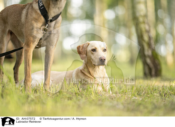 Labrador Retriever / Labrador Retriever / AH-07572
