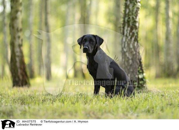 Labrador Retriever / AH-07575