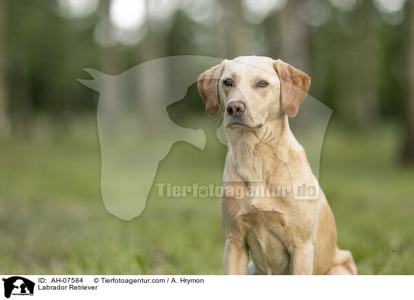 Labrador Retriever / Labrador Retriever / AH-07584