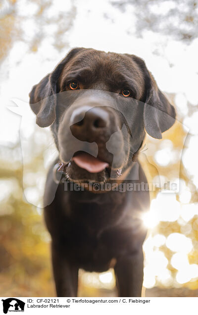 Labrador Retriever / CF-02121