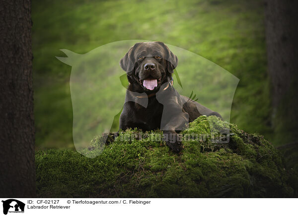 Labrador Retriever / Labrador Retriever / CF-02127