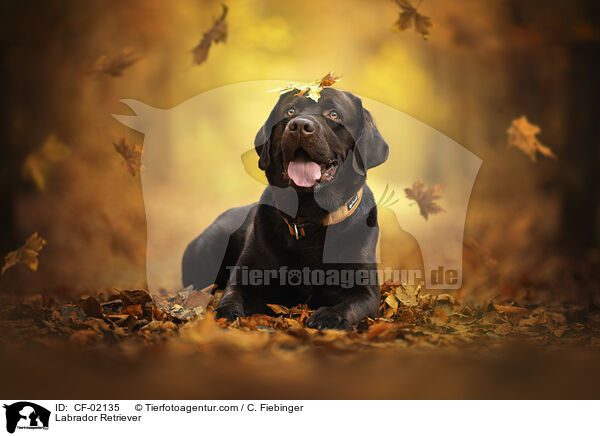 Labrador Retriever / CF-02135