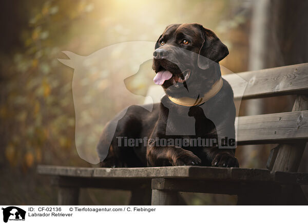 Labrador Retriever / CF-02136