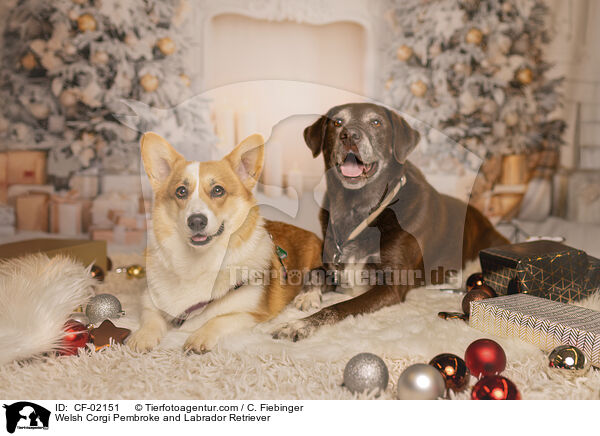Welsh Corgi Pembroke und Labrador Retriever / Welsh Corgi Pembroke and Labrador Retriever / CF-02151