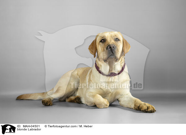 blonder Labrador / blonde Labrador / MAH-04501