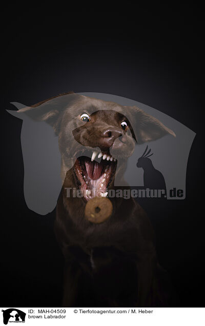 brauner Labrador / brown Labrador / MAH-04509