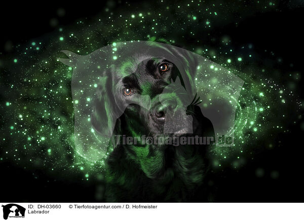 Labrador / Labrador / DH-03660