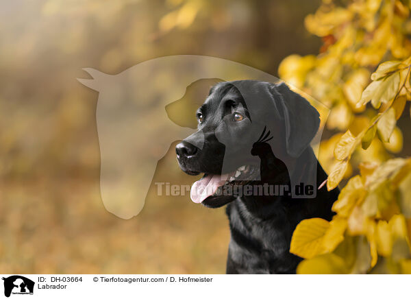 Labrador / DH-03664