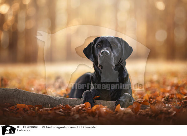Labrador / Labrador / DH-03669