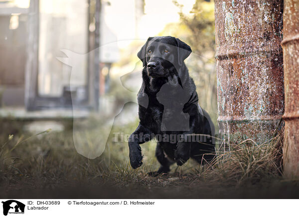 Labrador / DH-03689