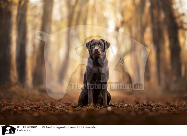 Labrador / DH-03691