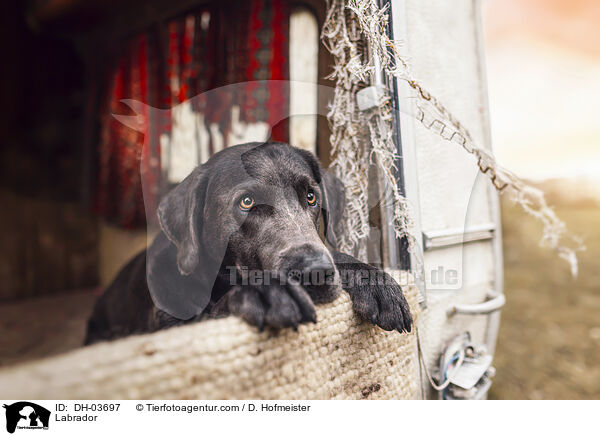 Labrador / Labrador / DH-03697