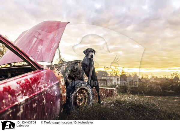Labrador / Labrador / DH-03704