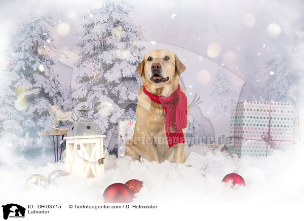 Labrador / Labrador / DH-03715
