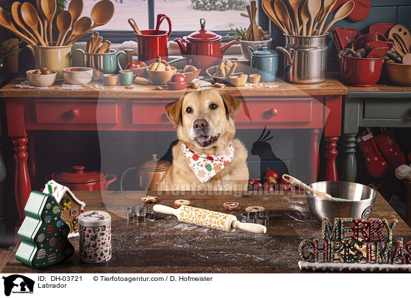 Labrador / Labrador / DH-03721