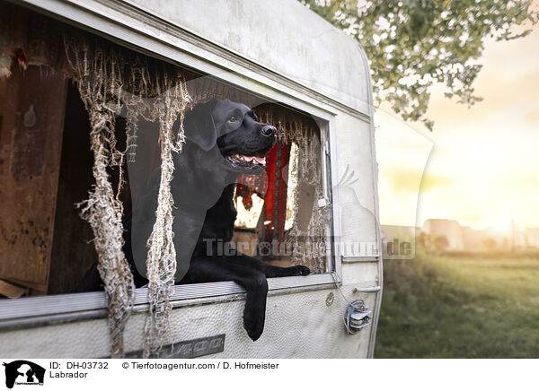 Labrador / Labrador / DH-03732