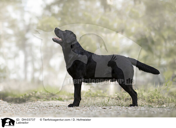 Labrador / DH-03737