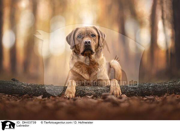 Labrador / DH-03739
