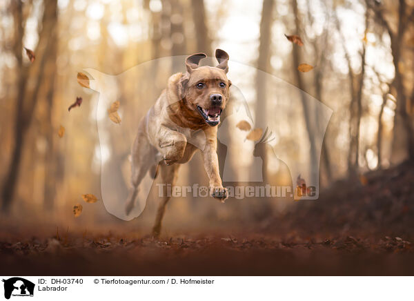 Labrador / Labrador / DH-03740
