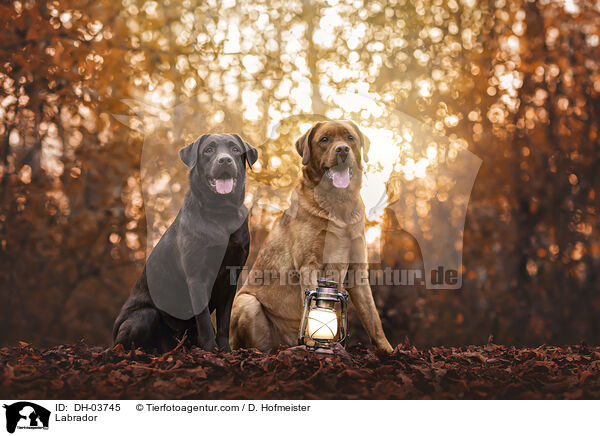 Labrador / DH-03745